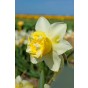 Daffodil (Narcissus) Double Popeye 5 Bulbs Ready for Planting Now in UK Autumn Outdoor Gardens
