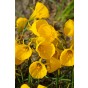Daffodil (Narcissus) Botanical Oxford Gold 8 Bulbs Ready for Planting Now in UK Autumn Outdoor Gardens