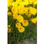 Daffodil (Narcissus) Botanical Oxford Gold 8 Bulbs Ready for Planting Now in UK Autumn Outdoor Gardens