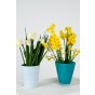 Daffodil (Narcissus) Double Erlicheer 5 Bulbs Ready for Planting Now in UK Autumn Outdoor Gardens