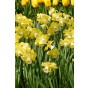 Daffodil (Narcissus) Large Cupped Avalon 5 Bulbs Ready for Planting Now in UK Autumn Outdoor Gardens