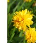 Daffodil (Narcissus) Tete Bouclé 12 Bulbs Ready for Planting Now in UK Autumn Outdoor Gardens