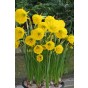 Daffodil (Narcissus) Botanical Oxford Gold 8 Bulbs Ready for Planting Now in UK Autumn Outdoor Gardens