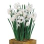 Daffodil Paperwhite Prepared For Indoors 5 Bulbs Ready for Planting Now in UK Autumn Indoor Gardens