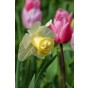 Daffodil (Narcissus) Double Popeye 5 Bulbs Ready for Planting Now in UK Autumn Outdoor Gardens