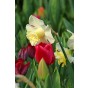 Daffodil (Narcissus) Double Popeye 5 Bulbs Ready for Planting Now in UK Autumn Outdoor Gardens