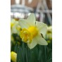 Daffodil (Narcissus) Double Popeye 5 Bulbs Ready for Planting Now in UK Autumn Outdoor Gardens