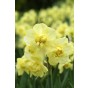 Daffodil (Narcissus) Tazetta/Multiflowering Yellow Cheerfulness 5 Bulbs Ready for Planting Now in UK Autumn Outdoor Gardens