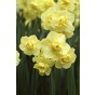 Daffodil (Narcissus) Tazetta/Multiflowering Yellow Cheerfulness 5 Bulbs Ready for Planting Now in UK Autumn Outdoor Gardens