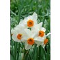 Daffodil (Narcissus) Geranium 8 Bulbs Ready for Planting Now in UK Autumn Outdoor Gardens