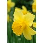 Hello Spring! Yellow Mix: Daffodil Carlton, Daffodil Golden Ducat, Daffodil Ice Follies, Daffodil Obdam, 20 Bulbs Ready for Planting Now in UK Autumn Outdoor Gardens by Jamieson Brothers