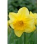 Daffodil (Narcissus) Large Cupped Carlton 5 Bulbs Ready for Planting Now in UK Autumn Outdoor Gardens