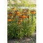 Fritillaria Imperialis Sunset 1 Bulb Ready for Planting Now in UK Autumn Outdoor Gardens