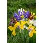 Happy Spring Garden 200 Bulbs Ready for Planting Now in UK Autumn Outdoor Gardens by Jamieson Brothers