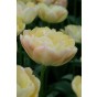 Tulip Double Late Creme Upstar 6 Bulbs Ready for Planting Now in UK Autumn Outdoor Gardens by Jamieson Brothers
