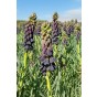 Little Treasures Fritillaria Blues Brothers 1 Bulb Ready for Planting Now in UK Autumn Outdoor Gardens by Jamieson Brothers