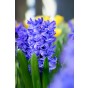 Hyacinthus Delft Blue 3 Bulbs Ready for Planting Now in UK Autumn Outdoor Gardens by Jamieson Brothers