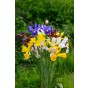 Happy Spring Garden 200 Bulbs Ready for Planting Now in UK Autumn Outdoor Gardens by Jamieson Brothers