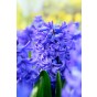 Hyacinthus Delft Blue 3 Bulbs Ready for Planting Now in UK Autumn Outdoor Gardens by Jamieson Brothers