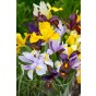 Happy Spring Garden 200 Bulbs Ready for Planting Now in UK Autumn Outdoor Gardens by Jamieson Brothers