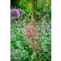 Best Friends Box #Spider Love: Allium Schubertii & Schubertii Arctic Snow, 4 Bulbs Ready for Planting Now in UK Autumn Outdoor Gardens