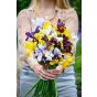 Happy Spring Garden 200 Bulbs Ready for Planting Now in UK Autumn Outdoor Gardens by Jamieson Brothers