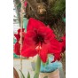 Red Amaryllis Large 28/30cm Hippeastrum with Pot & Coco Coir Block | Indoor Flowering Christmas Gift Box