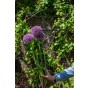Allium Party Balloons 1 Bulb Ready for Planting Now in UK Autumn Outdoor Gardens