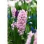 Ratatouille, Purple & Blue Tones: Tulip Margarita, Tulip Foxtrot, Muscari Armeniacum, Hyacinthus Fondant 30 Bulbs Ready for Planting Now in UK Autumn Outdoor Gardens