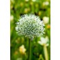 Allium Elegant 18 Bulbs Ready for Planting Now in UK Autumn Outdoor Gardens
