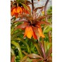 Fritillaria Imperialis Sunset 1 Bulb Ready for Planting Now in UK Autumn Outdoor Gardens