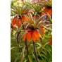 Fritillaria Imperialis Sunset 1 Bulb Ready for Planting Now in UK Autumn Outdoor Gardens