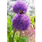 Hello Spring! Purple Mix: Allium Purple Sensation, Allium Multibulbosum, Allium Albopilosum, Allium Violet Beauty, 20 Bulbs Ready for Planting Now in UK Autumn Outdoor Gardens by Jamieson Brothers