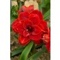 Hippeastrum/Amaryllis Cherry Nymph 1 Bulb Ready for Planting Now in UK Autumn Indoor Use, Gardens & The Perfect Gift