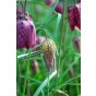 Fritillaria Meleagris 20 Bulbs Ready for Planting Now in UK Autumn Outdoor Gardens