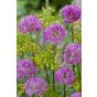 Allium Chloranthum Yellow Fantasy 8 Bulbs Ready for Planting Now in UK Autumn Outdoor Gardens