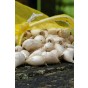 Allium Chloranthum Yellow Fantasy 8 Bulbs Ready for Planting Now in UK Autumn Outdoor Gardens