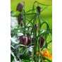 Fritillaria Meleagris 20 Bulbs Ready for Planting Now in UK Autumn Outdoor Gardens