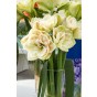 Hippeastrum/Amaryllis Nymph 1 Bulb Ready for Planting Now in UK Autumn Indoor Use, Gardens & The Perfect Gift
