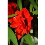Hippeastrum/Amaryllis Cherry Nymph 1 Bulb Ready for Planting Now in UK Autumn Indoor Use, Gardens & The Perfect Gift