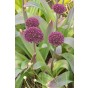 Allium Ostara 5 Bulbs Ready for Planting Now in UK Autumn Outdoor Gardens
