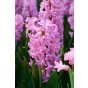 Ratatouille, Pastel Tones: Tulip Pays Bas, Tulip Negrita, Hyacinthus Fondant, Hyacinthus Blue Jacket, Daffodil Golden Ducat 20 Bulbs Ready for Planting Now in UK Autumn Outdoor Gardens