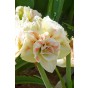 Hippeastrum/Amaryllis Nymph 1 Bulb Ready for Planting Now in UK Autumn Indoor Use, Gardens & The Perfect Gift
