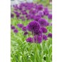 Allium Elegant 18 Bulbs Ready for Planting Now in UK Autumn Outdoor Gardens