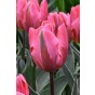 Tulip Rembrandt Pretty Princess 6 Bulbs Ready for Planting Now in UK Autumn Outdoor Gardens by Jamieson Brothers