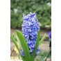 Hyacinthus Aqua 3 Bulbs Ready for Planting Now in UK Autumn Outdoor Gardens by Jamieson Brothers