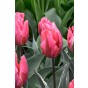 Tulip Rembrandt Pretty Princess 6 Bulbs Ready for Planting Now in UK Autumn Outdoor Gardens by Jamieson Brothers