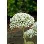 Allium Elegant 18 Bulbs Ready for Planting Now in UK Autumn Outdoor Gardens
