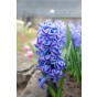 Hyacinthus Aqua 3 Bulbs Ready for Planting Now in UK Autumn Outdoor Gardens by Jamieson Brothers