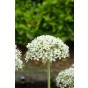 Allium Elegant 18 Bulbs Ready for Planting Now in UK Autumn Outdoor Gardens
